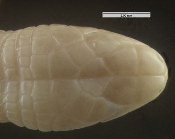 Media type: image; Herpetology R-133185